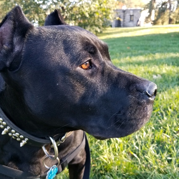 Meet your Posher, Alvester - Picture 1 of 1